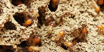 Come combattere definitivamente le termiti con la disinfestazione