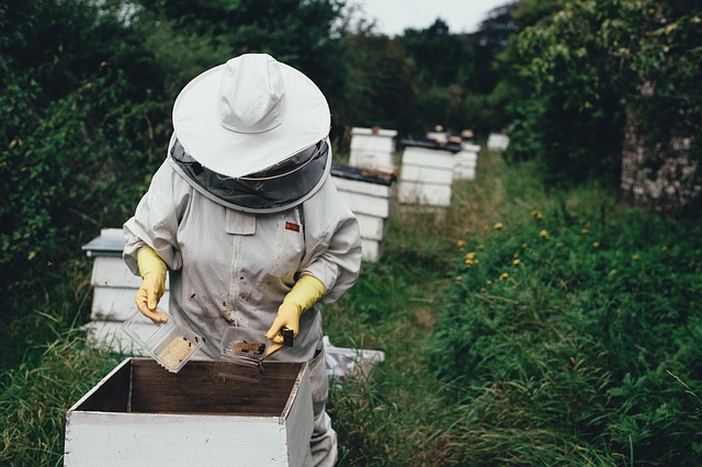 Dove nasce il migliore veleno d'api: la purezza in natura